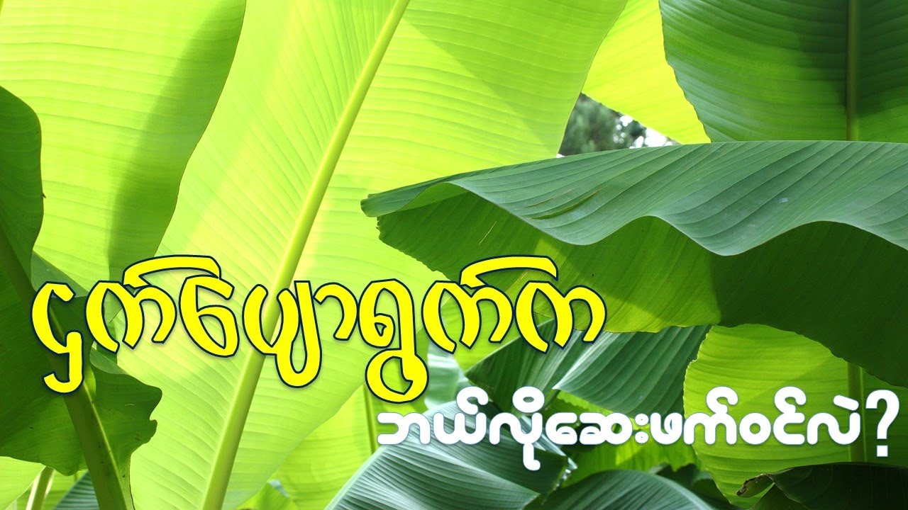 ငှက်ပျောရွက်က ဘယ်လိုအသုံးဝင်လဲ I Health Benefits of Banana leaf YouTube