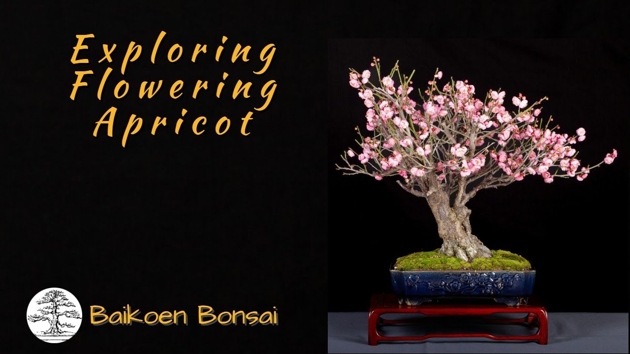 Exploring Flowering Apricot / Ume - Winter Update - Bonsai Techniques -  Baikoen Bonsai Club