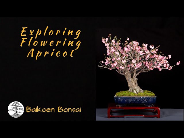 plum bonsai Sweet Plum Bonsai Tree main image 1