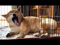 とある日のおばあちゃん家の柴犬