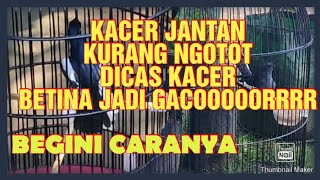 Male Kacer charged with female Kacer || ngeroll nggot