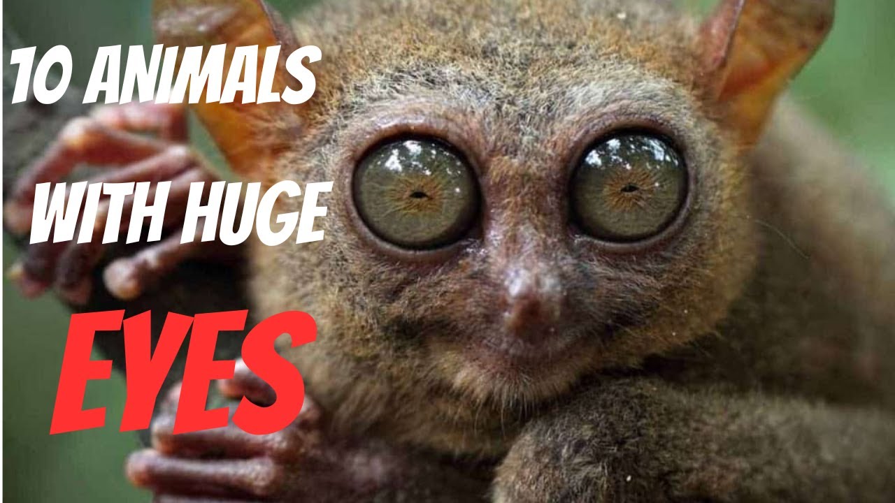 10 Animals with Huge Eyes