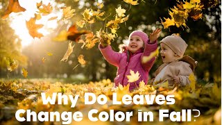 Why Do Leaves Change Color in Fall? | ELI5 Simplified