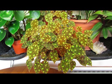 Video: Come Allevare La Begonia Tigre