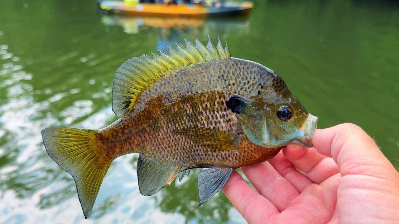 Creek Fishing Adventures