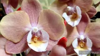 Самые классные орхидеи приехали ко мне👍👍👍😍😍😍❤❤❤