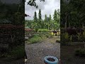 Treebones #resort #saputarahillstation #saputara #babyplay