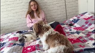 Vlog: прогулка с ши-тцу Тихоном) Что-то случилось... Vlog: прогулка с ши-тцу Тихоном) Что-то случилось...