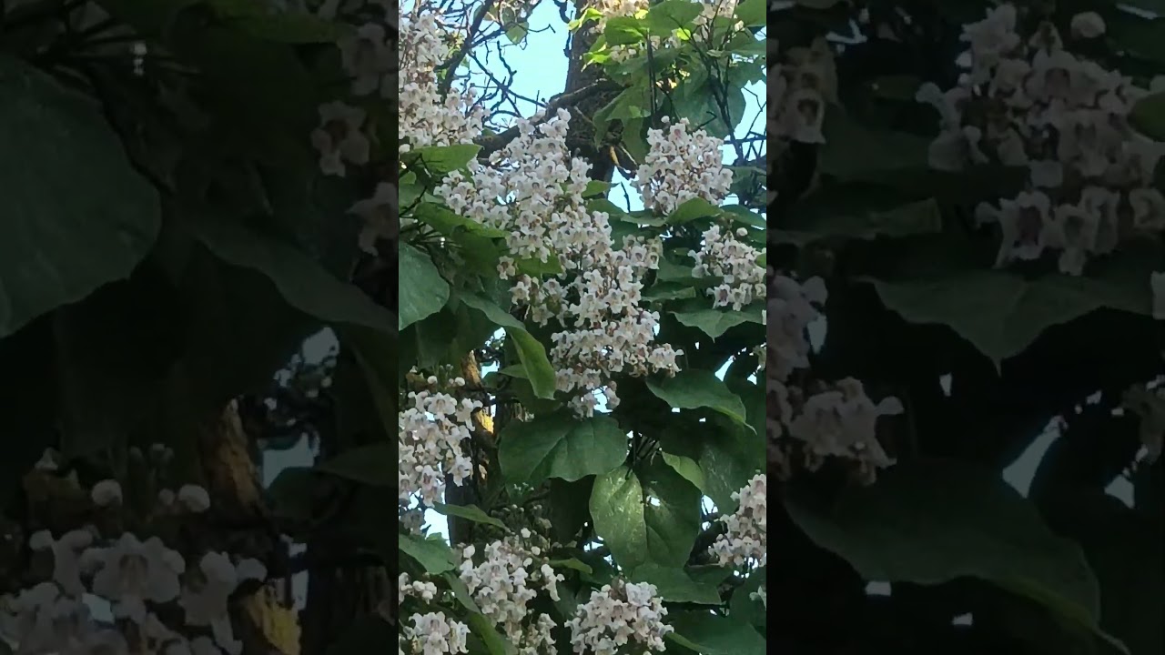 Catalpa: así florece la sombra más bonita de Galicia