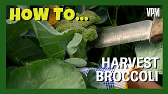 Learn how to Harvest Broccoli from your Garden