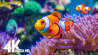 The Best 4K (ULTRA HD) Aquarium 🐠 Beautiful Coral Reef,The World Of Sea Jellyfish- Relax  Music