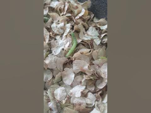 Зеленый Король). - YouTube