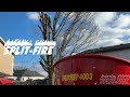 SPLIT-FIRE 4003 +. BX2601. Compact tractor vs backyard Maple.