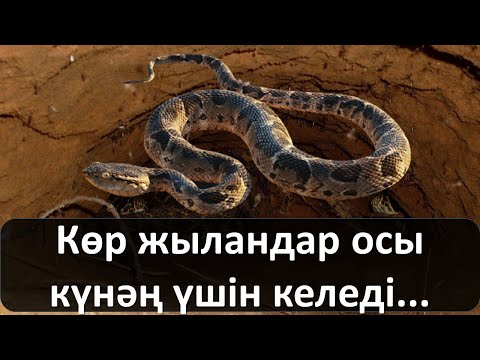 Video: Эмне үчүн жыландар өз куйруктарын чагат?