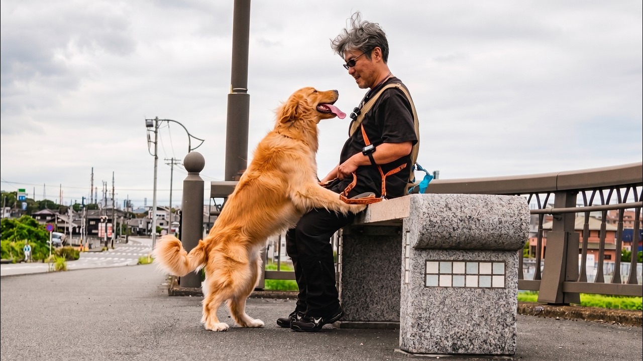 After 2 months] UK to US A large dog with a grand history goes