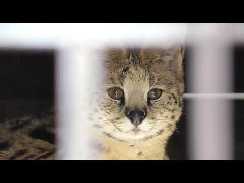 サーバルキャット　毛皮 Serval cat / サーバルキャット - YouTube