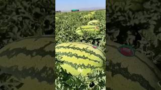 Watermelon Harvest in Action 🍉