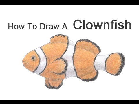 How to Draw a Clownfish - YouTube