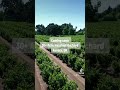 30 acre hazelnut orchard coming soon tomorrow! 🌳 #ofhb #oregonfarm #hazelnuts #hazelnutorchard