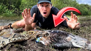 Burmese Python Found Eating Hawk ! What Happened ?!