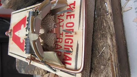 Greg Ross rat Trapping Tips: Tweaking Your Traps T...