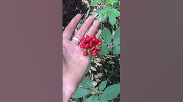 Mùa hái hạt giống sâm Ngọc linh