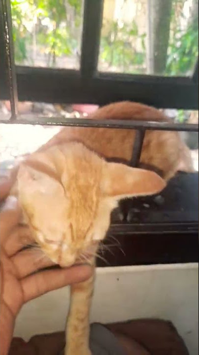 Eyong Miki Ga Galak Loh 30 Juli 2022