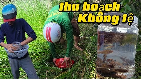 Một ngày anh em  đi xúc cá lia thia #mientay #angiang #sanbat