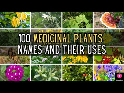 100 Medicinal Plants  Names And Their Uses | Blissed