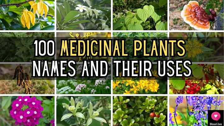 100 Medicinal Plants  Names And Their Uses | Blissed Zone - DayDayNews