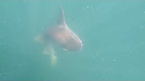 Steve Wigington catch's a HUGH NURSE SHARK!  7-3-2...