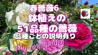 春薔薇の続きです　My rose garden 鉢植えの51品種の薔薇　品種ごとの特徴の説明があります。概要欄もご覧くださいね