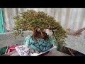 (Đx))M228 gl cây san sản 100k lh0707713796khuomgbonsai