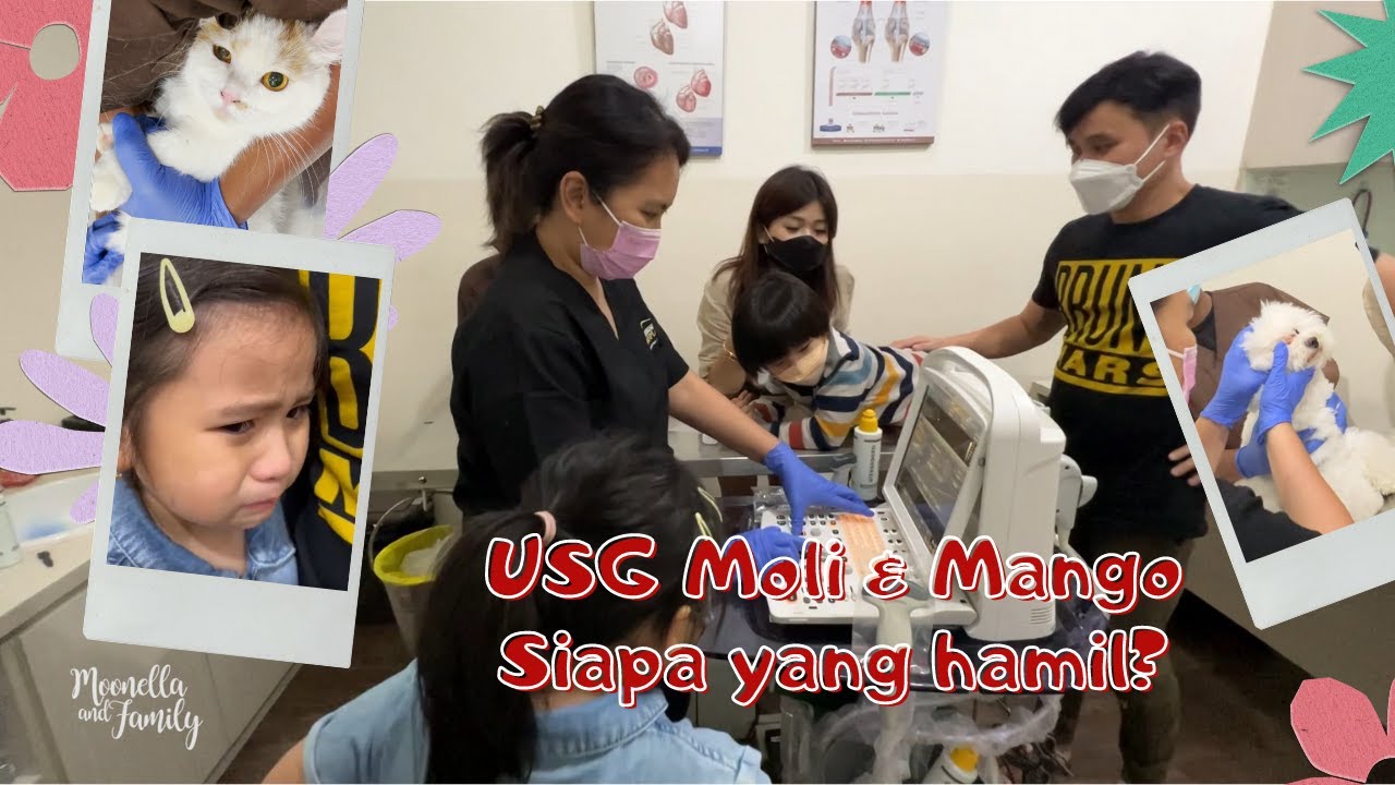 Hasil USG dan kejadian kejadian di Klinik Hewan