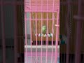 Budgie With Wooden Toy