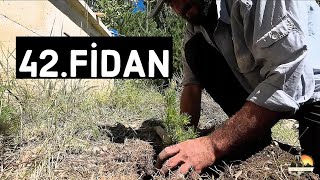 YÜRÜYEREK TÜRKİYE TURU #81il81fidan#407