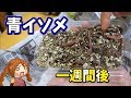 【イソメ】青イソメの保管方法【長持ち】イソメのあの砂は買える！