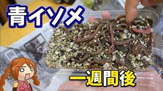 【イソメ】青イソメの保管方法【長持ち】イソメのあの砂は買える！