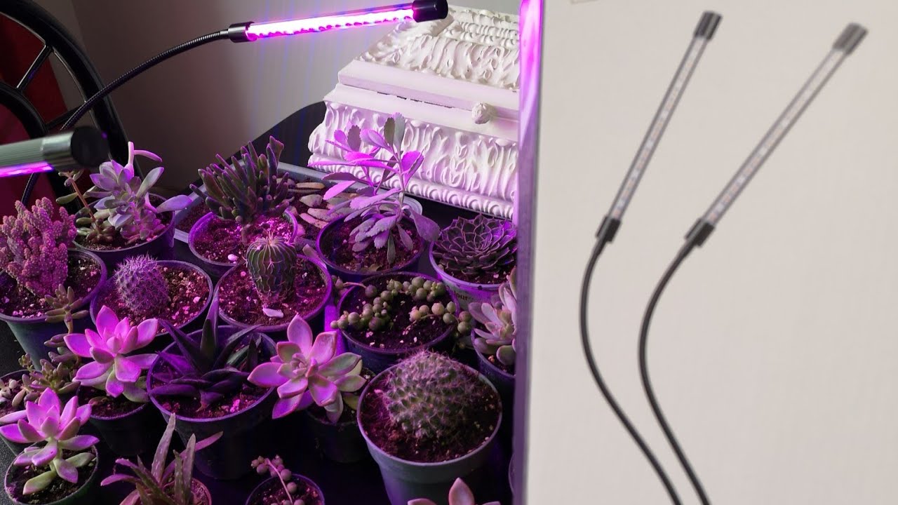 LED grow lights for succulents - yeah or nay? 
