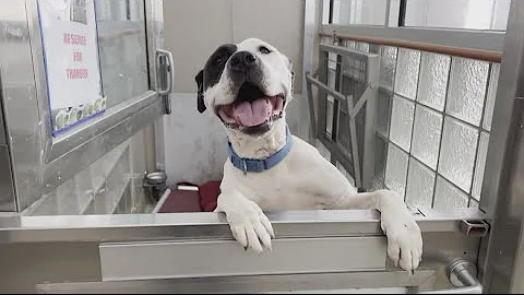 Here's what dog owners need to know about Mystery dog respiratory illness