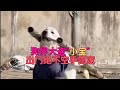 网红狗狗拉布拉多小宝 出门溜达绝不空手回家 网红狗狗拉布拉多小宝 出门溜达绝不空手回家