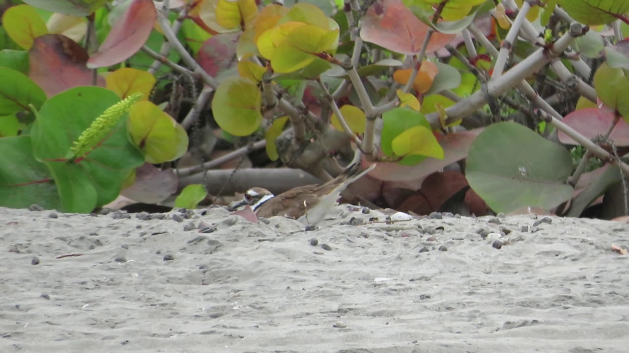 Killdeer nesting (Charadrius vociferus)