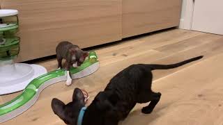 Kittens having fun with Latvian cats toy by ReikiRex Cornish Rex Cats 45 views 3 years ago 1 minute, 7 seconds