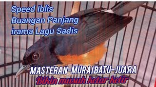 Tembakan Sadis Sambung Speed Jahanam (Masteran Murai Batu Juara)