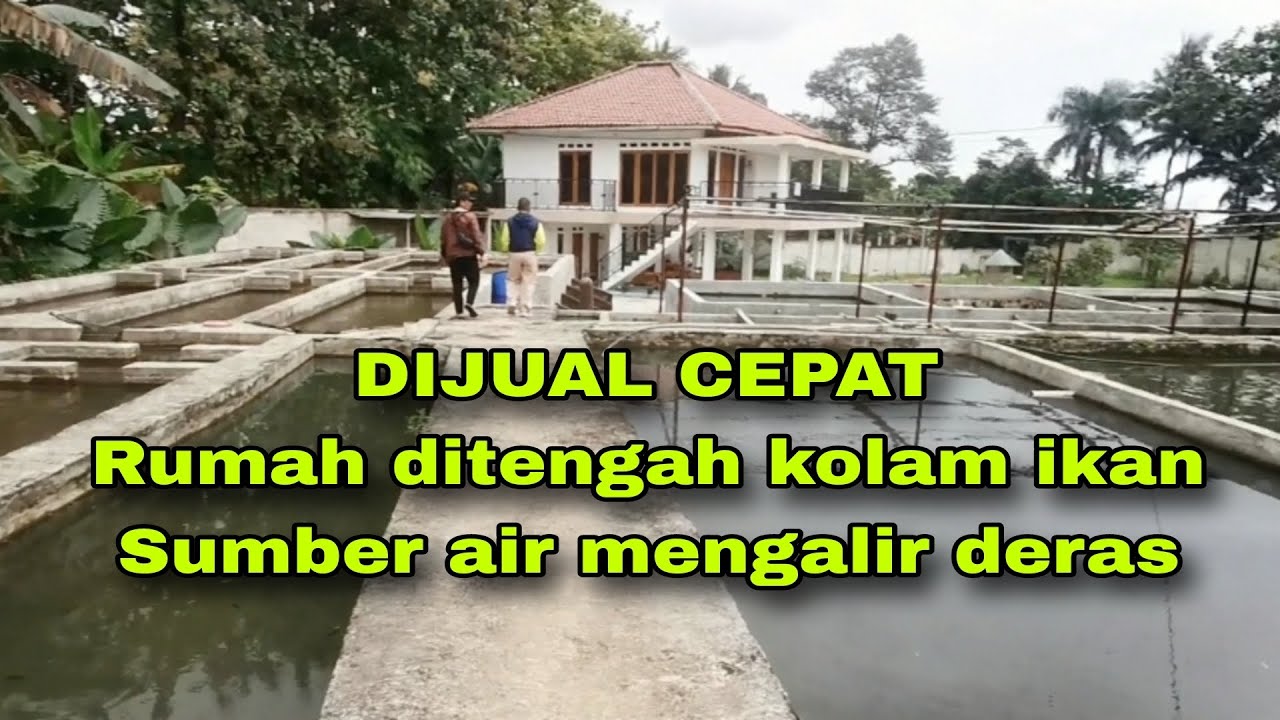 DIJUAL RUMAH DAN KOLAM IKAN AIR TAWAR DAN IKAN HIAS CIAMPEA BOGOR #rumahdijual
