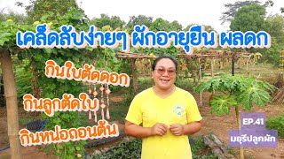 [EP.41]​ เคล็ดลับปลูกผักอายุยืน ติดลูกดก ผลใหญ่ หน่อใหญ่ แตกยอดเยอะ | มยุรีปลูกผัก