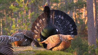 Tiurleik, Capercaillie display April 17th in Froland, Norway