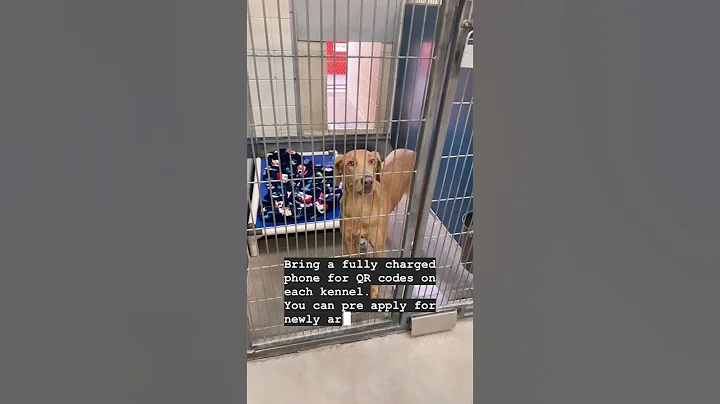 What to expect when adopting a dog from Maricopa C...