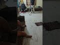 morning routine #housewife#odia #trending #staying in hyderabad #airforce wife# 2 kids#family