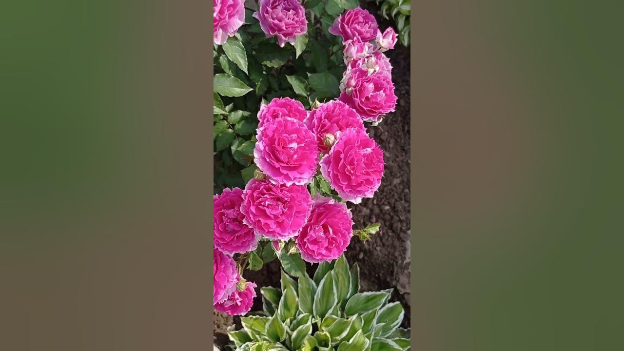 Роза Шахерезада. Япония. - YouTube